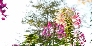 低角度全景盛开的蜘蛛花或Cleome spinosa在一个阳光明媚的日子