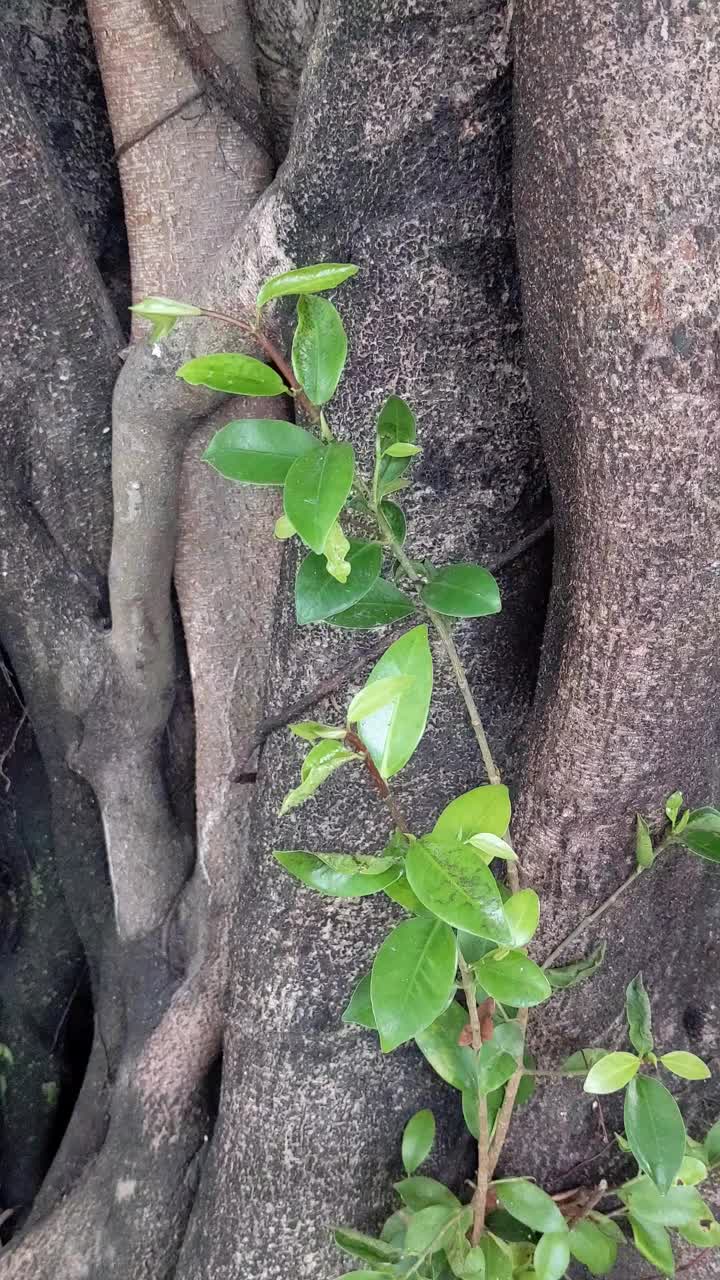 一棵植物从一棵茂盛的老树上生长的垂直视频