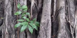 一棵植物从一棵枝繁叶茂的老树上长出来
