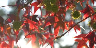 树枝上的枫树与红色的秋叶，阳光秋天的花的背景