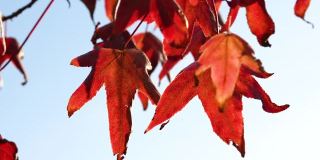 树枝上的枫树与红色的秋叶，阳光秋天的花的背景
