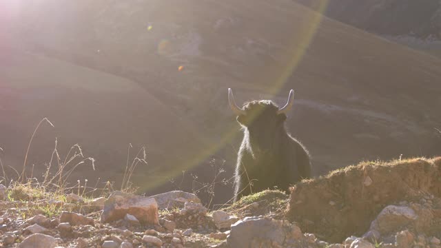 在冬季的高海拔草原上，愤怒的西藏牦牛盯着摄像机