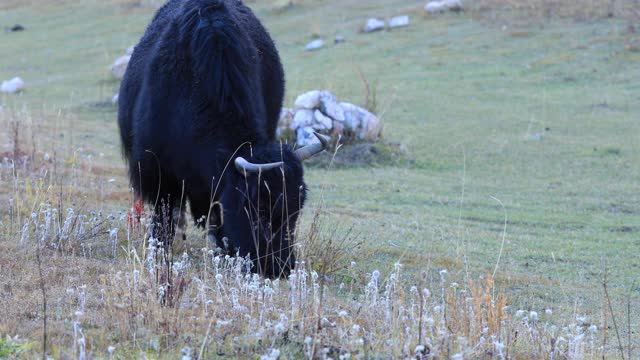 冬季高原草原上吃草的西藏牦牛