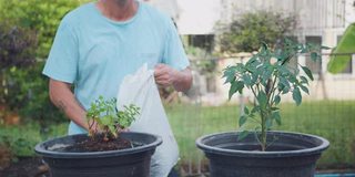 亚洲男人种植他们的树油腻的花盆，添加土壤，施肥。