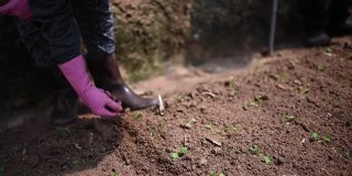 亚洲女农民在温室的土壤上播种