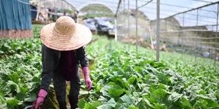 亚洲女农民在温室中收获羽衣甘蓝植物