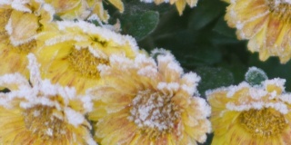 倾斜下来的一株冰冻的黄菊。