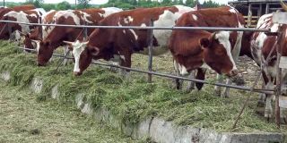 围场里的牛离得很近。