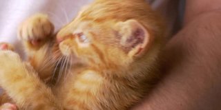 特写:这是一只姜黄色虎斑猫和它的主人玩耍的可爱照片。