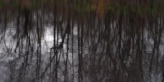 荡漾的湖面上秋树的倒影