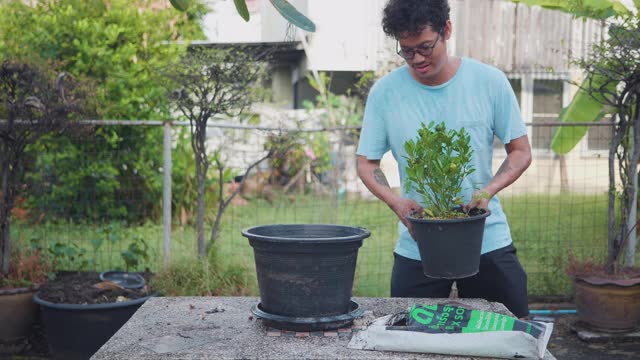 亚洲男人种植他们的树油腻的花盆，添加土壤，施肥。