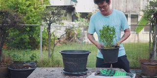 亚洲男人种植他们的树油腻的花盆，添加土壤，施肥。