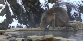 著名的雪猴在日本雪山的天然温泉中梳洗