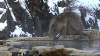 著名的雪猴在日本雪山的天然温泉中梳洗视频素材模板下载