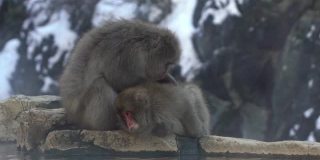 日本雪猴在温泉梳理。冬天的雪山