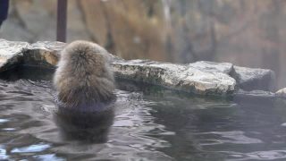 日本著名的雪猴在天然温泉中沐浴的慢镜头视频素材模板下载