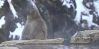 慢动作的日本雪猴猕猴防止寒冷靠近温泉