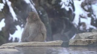 慢动作的日本雪猴猕猴防止寒冷靠近温泉视频素材模板下载