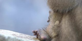慢镜头雪猴红脸在温泉里检查虱子