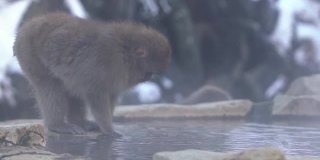 慢镜头著名的雪猴在天然温泉中饮水