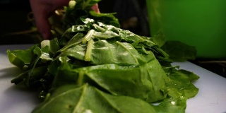 新鲜的甜菜根绿色健康的绿色食物蔬菜和蔬菜准备在热水中煮