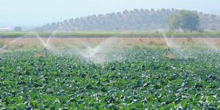 种植绿色植物的田地用喷雾灌溉系统灌溉。