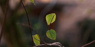 秋日树枝上的绿叶在风平浪静中移动，长焦拍摄了浅浅的景深，孤立无援