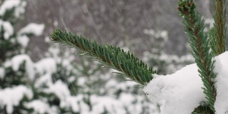 圣诞节树枝与绿色穗苗圃近距离拍摄期间大雪