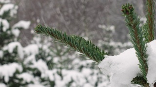 圣诞节树枝与绿色穗苗圃近距离拍摄期间大雪视频素材模板下载