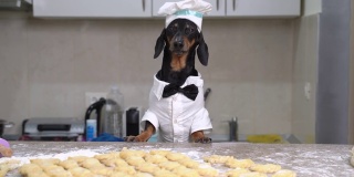 有趣的腊肠博主狗狗穿着厨师的服装，戴着帽子和领结，讲述vareniki的食谱，这是传统的俄罗斯和乌克兰菜肴，用于烹饪节目或视频博客