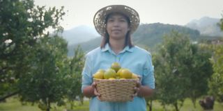 亚洲妇女园丁显示和给篮子里的橘子在橘子田花园在早上的时间用慢动作拍摄。