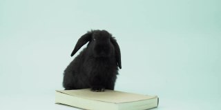 可爱的黑兔子玩附近的一本书，4K视频兔子在白色的背景概念