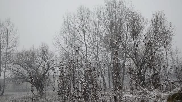 下雪了，下着很大的雪花。冬天的本性。