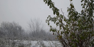 下雪了，下着很大的雪花。冬天的本性。