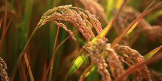 田野里的稻子成熟了，稻子在风中摇曳