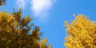 明亮黄色的银杏叶在秋天与移动的白云和蓝天的背景，4k时间流逝的镜头。