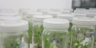 植物细胞和组织培养技术实验室