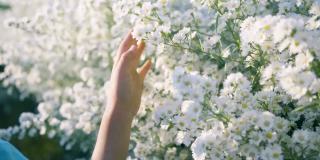 缓慢的运动。女孩的手摸着白花。
