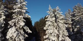 航空摄影。照相机在雪地里的树间飞来飞去。四轴飞行器的俯视图