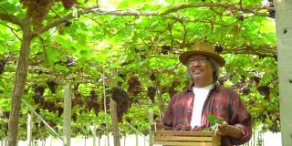 4K微笑亚洲资深男子农民在阳光明媚的日子里，抱着成熟的有机葡萄在木盒子里，走在悬挂的葡萄藤花园。快乐的老年男性园丁准备在葡萄园收获葡萄