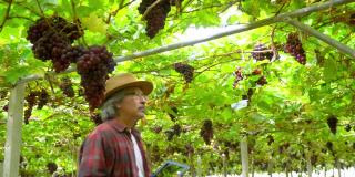 在阳光明媚的日子里，4K微笑亚洲资深男农民在悬挂的葡萄藤花园里用数码片检查葡萄植株。快乐的老年男性园丁准备收获成熟的有机葡萄在葡萄园