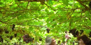 在阳光明媚的日子里，两名亚洲老人和他的兄弟一家在悬挂的葡萄藤花园里检查和照料葡萄植株。快乐的男园丁准备在葡萄园收获成熟的有机葡萄。
