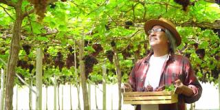4K微笑亚洲资深男子农民在阳光明媚的日子里，抱着成熟的有机葡萄在木盒子里，走在悬挂的葡萄藤花园。快乐的老年男性园丁准备在葡萄园收获葡萄
