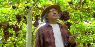 在阳光明媚的日子里，4K微笑亚洲资深男农民在悬挂的葡萄藤花园里用数码片检查葡萄植株。快乐的老年男性园丁准备收获成熟的有机葡萄在葡萄园