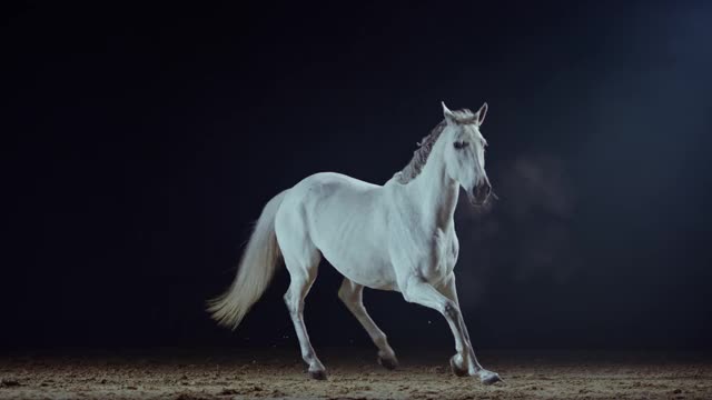 SLO MO白色的马在晚上的竞技场