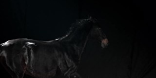 SLO MO TS闪亮的马在骑马大厅里奔跑