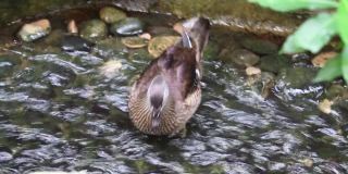 母野鸭在流动的小溪里喝水。