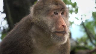 一只野生藏猕猴的肖像视频素材模板下载