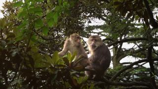 一对野生藏猕猴在爬树。视频素材模板下载