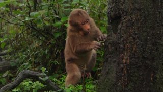 小野猴躲在树后(藏猕猴)视频素材模板下载